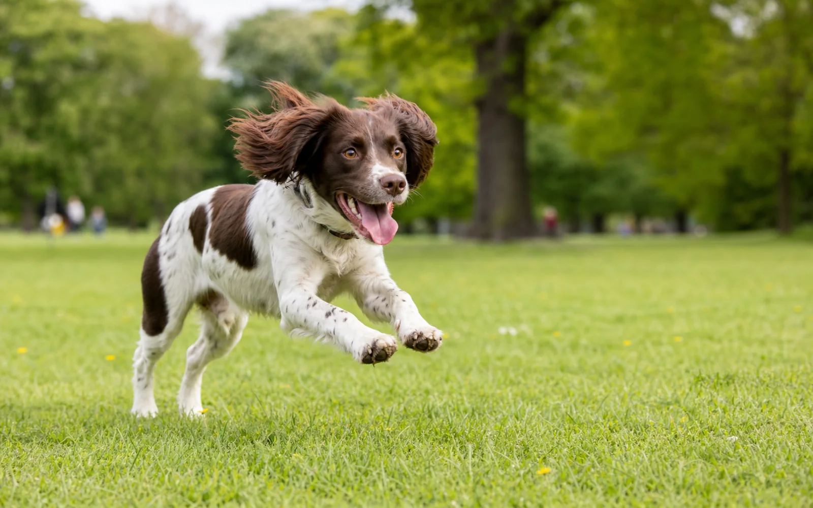 A spaniel-cross running across a sunlit grass field